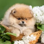 Pomeranian Boo Teddy Bear