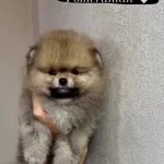 Efsane Pomeranian Boo Babby