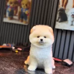 Sağlik Ve Irk Garantili Pomeranian