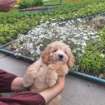 2 Aylık Maltipoo Erkek