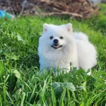 Safkan Pomeranian Boo