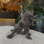 Rengarken French Bulldog Yavrularim Rezerveye Açik