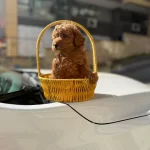Irk Garantili Toy Poodle