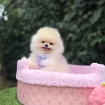 Orjinal Pomeranian Boo