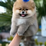 Orjinal Ayı Surat Pomeranian