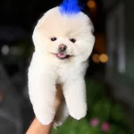 Orjinal Pomeranian Boo