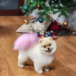 Irk Ve Sağlık Garantili Pomeranian Boo Yavrular