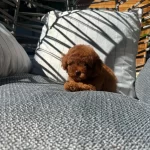 Orjinal Toy Poodle Yavrularımız
