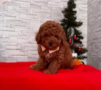 Bebek Surat Red Toy Poodle
