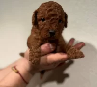 Red Brown Toy Poodle Bebekler