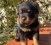 Anne Baba A Scrli Safkan Rotweiller Yavruları