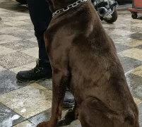 2 Yasinda Damizlik Kizil Cipli Temel Itaatli Doberman