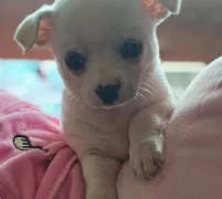 Nadir Guzellikte Beyaz Disi Sivava Bebegim