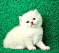 Sut Beyaz Silver Brtish Shorthair Ns1133