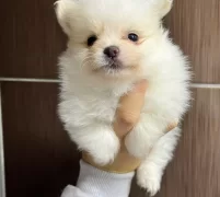 Tea Cup Pomeranian Boo Yavrularımiz