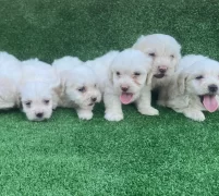 Safkan Numara Maltese Terrier Yavruları