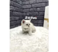 SHOW CLASS BRİTİSH SHORTHAİR