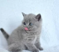 Showw Kalite Gri British Shorthair Yavrumuz