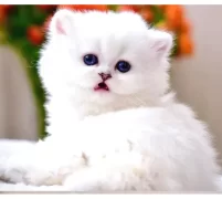 Patili Melek Silver British Longhair yavrumuz