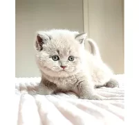 Mahsun Bebegim Lilac British Shorthair