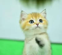 Şampiyon Anne Babanın Yavrusu Golden British Shorthair