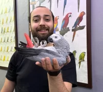 100 Kelime Konuşabilen Jako Papağanlarımız