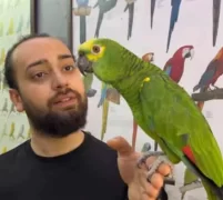 Üst Düzey Eğitimli Bluefront Amazon Papağanimiz