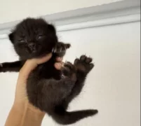 Scottish Fold Sahiplendirme