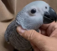 100 Kelime Konuşan Üst Düzey Jako Papağanlarimiz