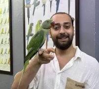 Yavru Evci̇l Bebek Alexander İskender Papağanı