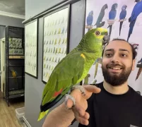 California Bluefront Amazon Papağanı