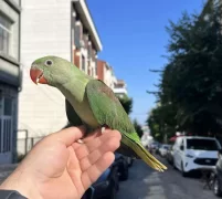 70 Günlük Bebek Alexander Papağanimiz