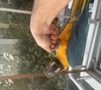 Full Evcil Belgeli Evraklı Macaw Papağanı