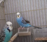 Konuşan Erkek Muhabbet Kuşu