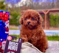Toy Poodle Kızımız Oyuncu Mocha