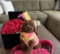 Minik Sevimli Antialerjik Star Toy Poodle Cocuklarim