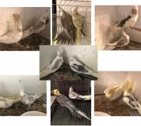 Ev Üretimi Sultan Papağanı