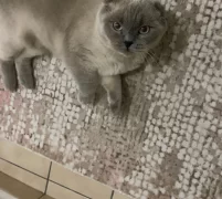 Gayet Uyumlu Uysal Bir Kedidir British Shortiar