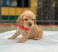 Dünya Tatlisi Cocker Yavruları