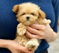 Efsane Maltipoo Yavrulari