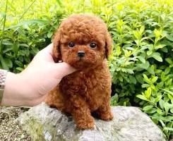 Toy Poodle Yavrusu Seçimi Sağlıklı Yavru Nasıl Seçilir 2025