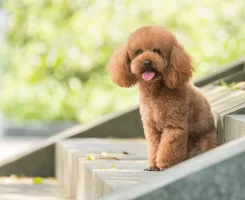 Toy Poodle Eğitimi 2025: Ev Eğitimi ve Temel Komutlar