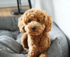 Toy Poodle Apartman Yaşamı: 2025 Şehir Hayatı Rehberi