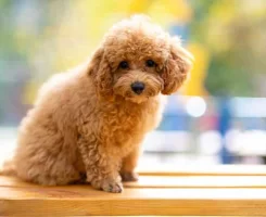 Toy Poodle Tüy Bakımı: Tıraş ve Fırçalama Teknikleri 2025