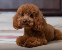 Toy Poodle Karakteri: Bu Sevimli Dostların Kişilik Özellikleri 2025
