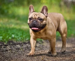 French Bulldog Özellikleri, Bakımı ve Beslenmesi