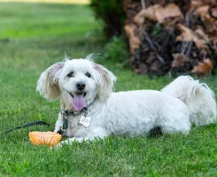 Maltipoo Özellikleri, Bakımı ve Beslenmesi