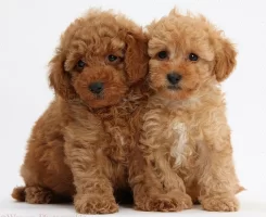 Toy Poodle Beslenme Rehberi: Yaş Yaş Mama Önerileri