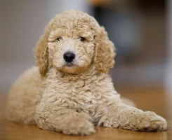 Toy Poodle Fiyatı