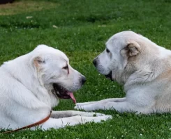 Alabay Köpek Irkı Özellikleri, Bakımı ve Beslenmesi